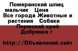 Померанский шпиц, мальчик › Цена ­ 35 000 - Все города Животные и растения » Собаки   . Пермский край,Добрянка г.